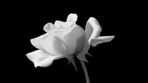 WhiteRose Support