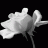 WhiteRose Support